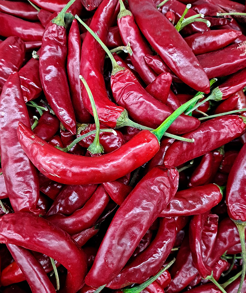 Pimiento del Piquillo de Navarra (D.O.)